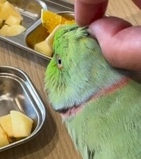 【換羽期のインコ】「ゾワゾワが止まりません」インコの換毛期にあらわれる「集合体」にゾクゾクする飼い主が続出中！