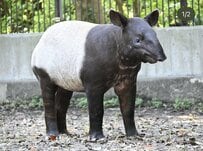 【愛媛県】「これは...まぎれもなく白ナス！」愛媛県立とべ動物園「並んだバクの背中」が想像以上にナスだった！
