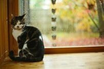 65歳以上のうち「おひとりさま世帯」は約半分。生活の基盤「生活費・貯蓄額・年金月額」はみんないくら？