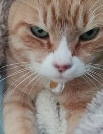 【まるでパン職人】毛布をこねる猫の姿に反響「焼きたてパン待ってます」「念入りな仕込みですね」