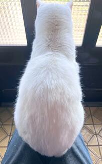 膝の上で佇む猫さん　後ろからいたずらしたら…まさかのリアクションに笑っちゃう