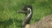 掛川花鳥園での「エミューの餌やり」　かわいい表情からは想像できない体験に注目集まる