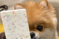 【強烈な圧】新作のアイス撮影中に写り込んできたポメラニアン　「食べたそうな顔をしてますね」