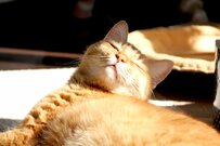 気持ちよすぎて「目が漫画みたい！」ポカポカ日向ぼっこを満喫する猫ちゃんの表情が話題に