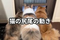 3匹の「同居猫たちの違い」に思わず二度見→特徴的な「しっぽの動き」に笑ってしまう