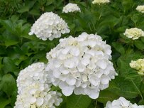 【ガーデニング】梅雨ニモマケズ！「雨の庭でも美しく咲く」オススメ植物7選