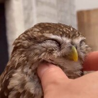 【にっこりフクロウ】気持ちよさそうな笑顔に思わずほっこり！癒しパワー全開のかわいさ