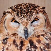 【フクロウの笑顔？！】目を細めたユニークな表情に思わず二度見！「変顔してる」と話題