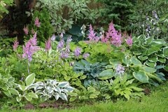 【宿根草ガーデニング】毎年開花が楽しめる「宿根草」がオシャレ！多年草との違いは？