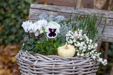 冬の寄せ植え】センスよく見せる〈3つのコツ〉＆〈おすすめ植物7選