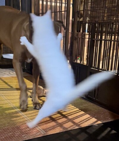 物陰から驚かす猫ちゃんですが……