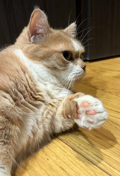 かわいい肉球を見せつける虎太郎くん