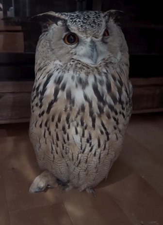 投稿動画のワンシーン