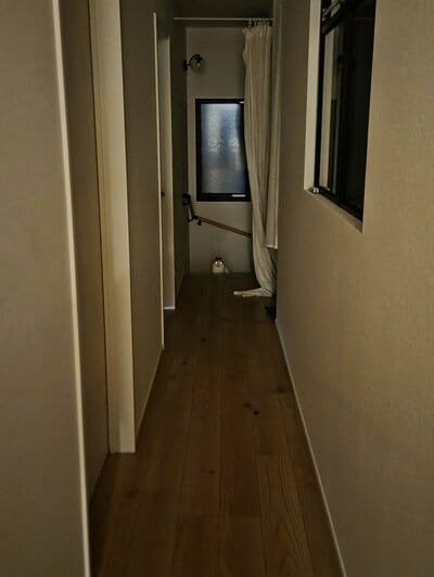 「あそびましょ」と現れた猫