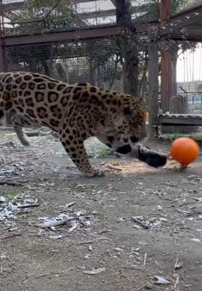 愛媛県立とべ動物園