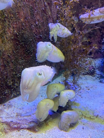「かわいくてカッコよくて、綺麗で頭良くて目も良くて&hellip;」