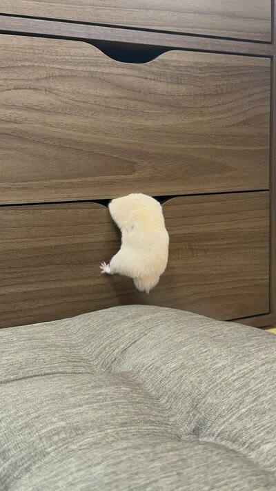 入れそうでは入れないハムスター