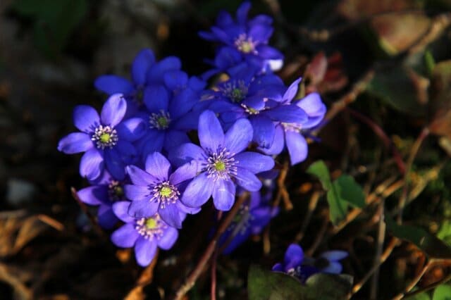 【真冬のガーデニング】日陰の庭でも育てやすい！おすすめの草木花7選