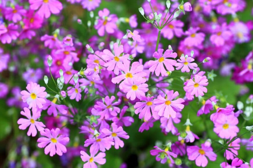 feathercollector/shutterstock.com