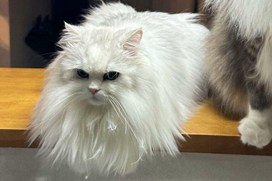 出所：@NEKOLAND13