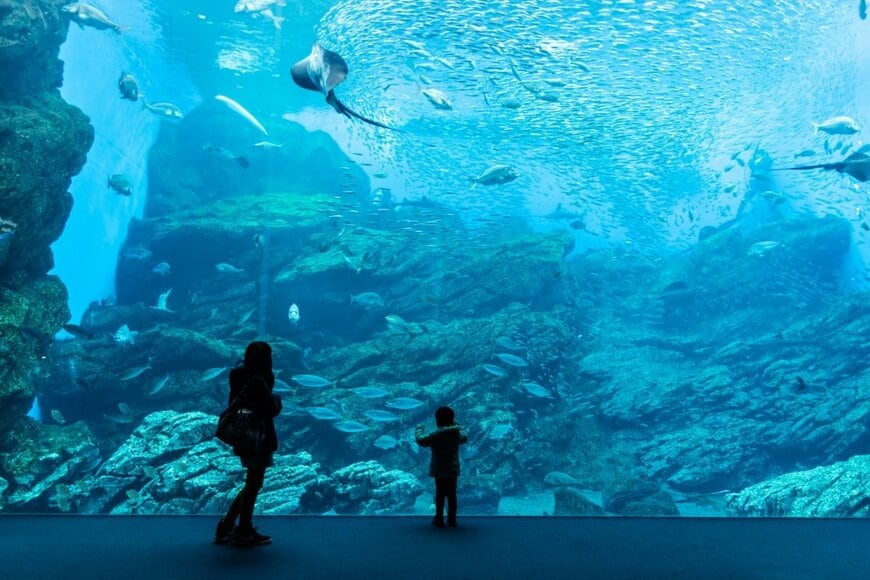 水族館のぬいぐるみくじで当選したものに驚き　「予想外だったまさかのサイズ感」に思わず目を疑う
