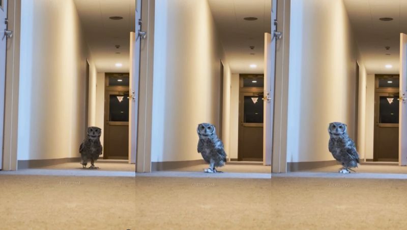 出所：@chibita_owl