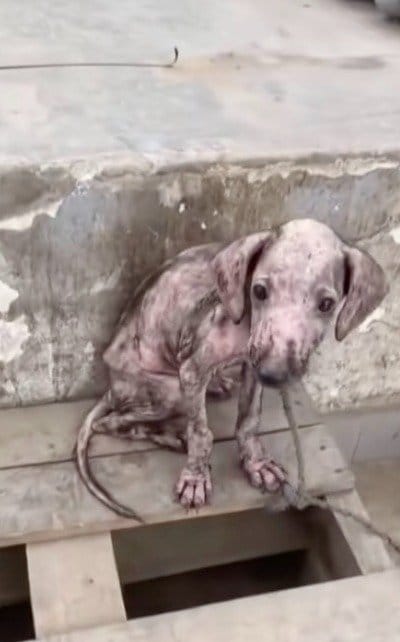 【保護犬】引き取り手がなかった子犬　「かけがえのない家族」ができるまでの軌跡に思わず…