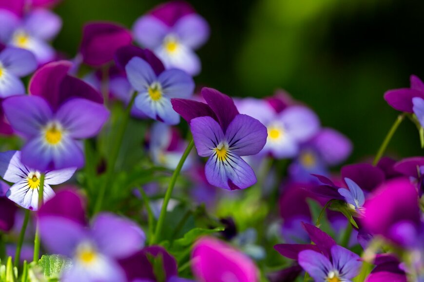 Anton Nikitinskiy/Shutterstock.com