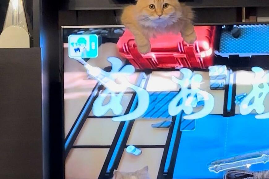 テレビ画面も「あぁあ…」ドヤ顔猫さん達の行動が可愛すぎる