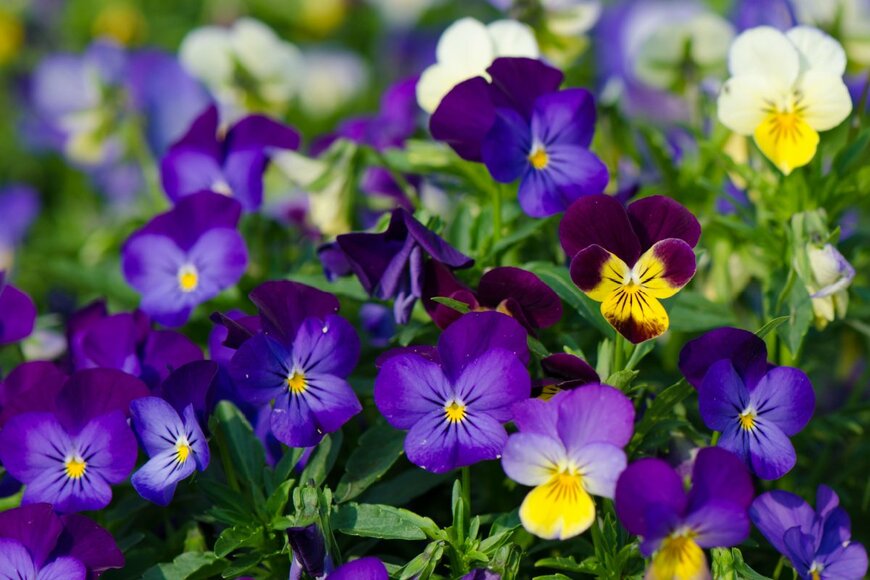 TippaPatt/shutterstock.com