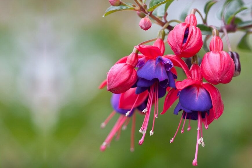 JG Fotografia/shutterstock.com