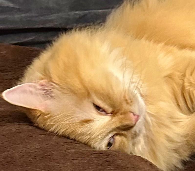 出所：@NEKOLAND13