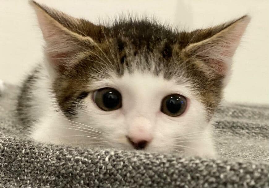 出所：@Saeroyi_cat