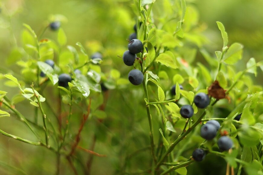 Andrii Zastrozhnov/istockphoto.com