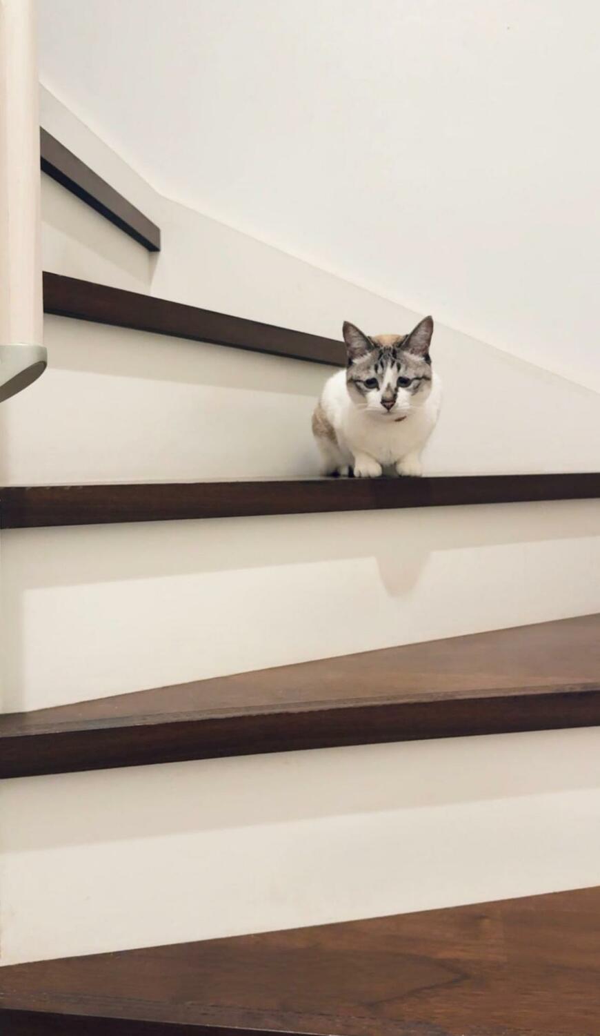 出所：@piennekomint