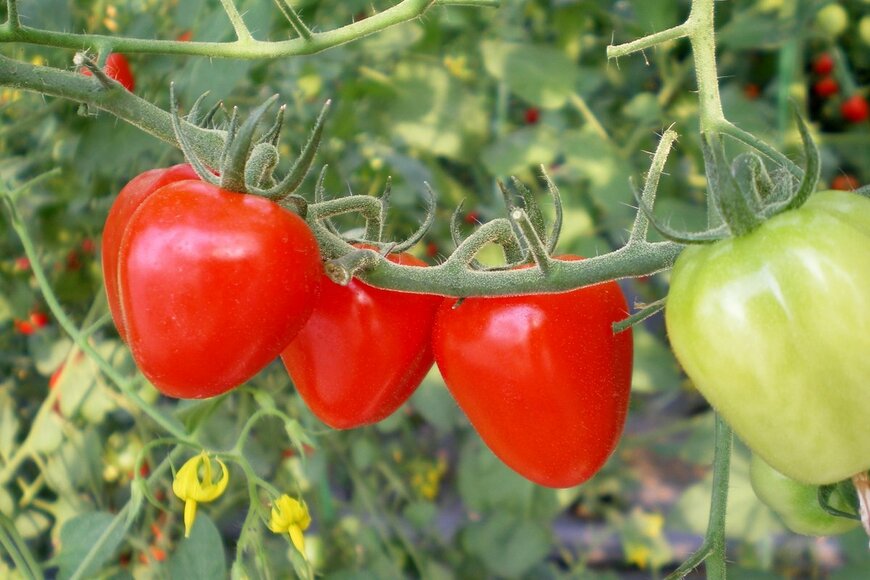 nunawwoofy/Shutterstock.com