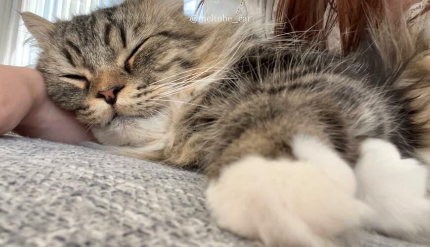 出所：@meltube_cat