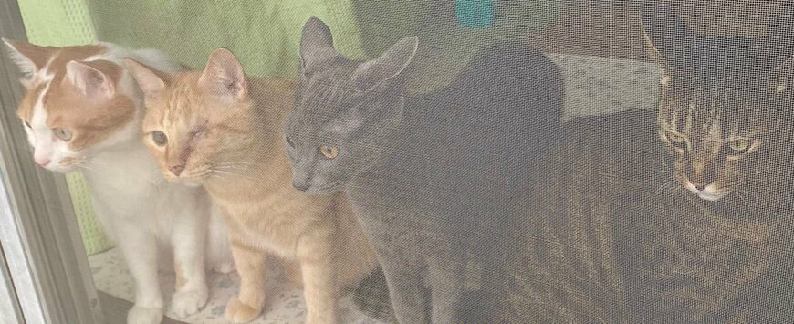 出所：@luna7taka9