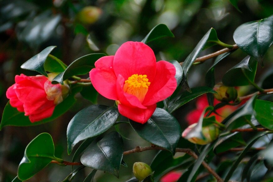 ツバキ　gyro/istockphoto.com