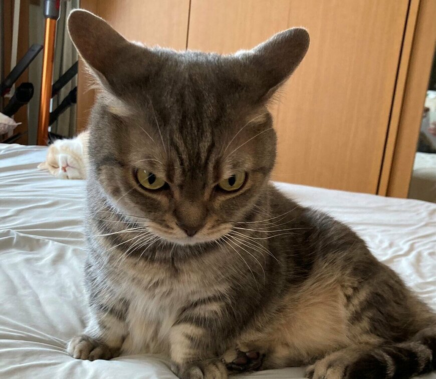 出所：@nekotansoku