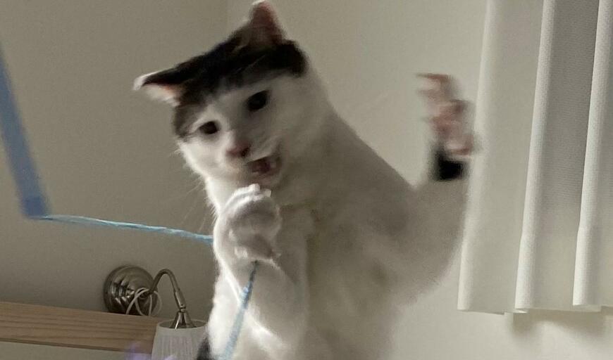 出所：@Saeroyi_cat