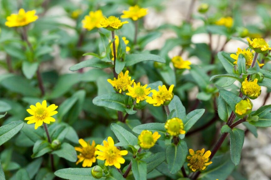 shihina/istockphoto.com