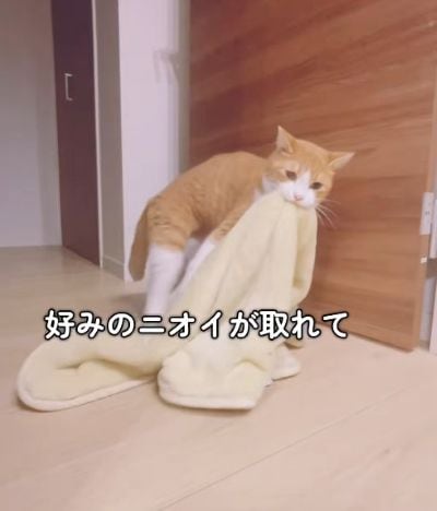 出所:@miko_nekoneko