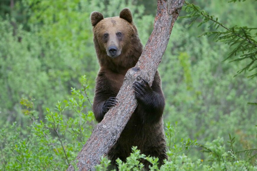 David Kalosson/shutterstock