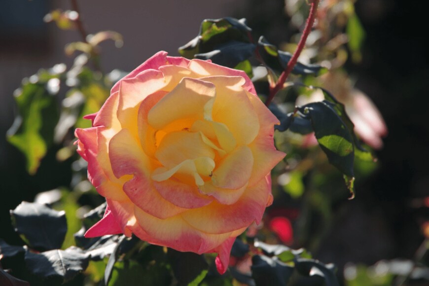 Jack N. Mohr/istockphoto.com