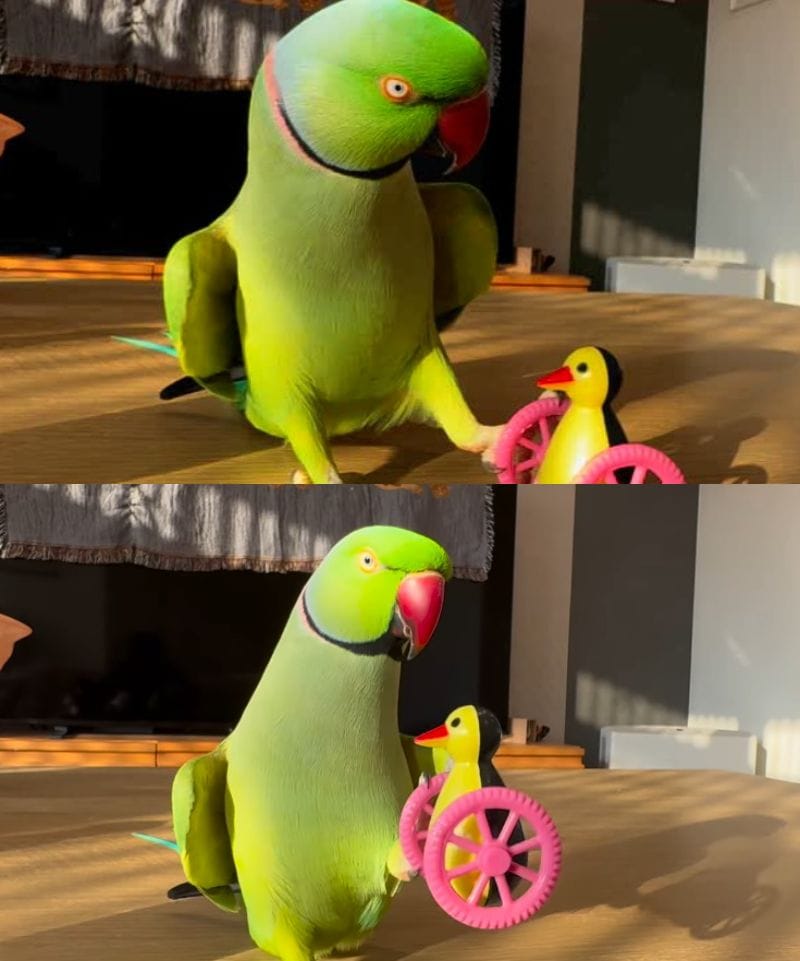 出所：@zundamame_cockatiel