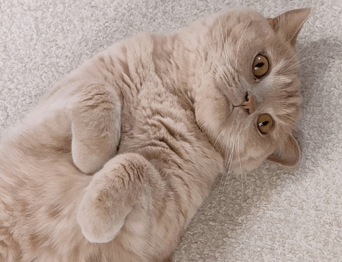 出所：@catcafe_chiguraさん提供