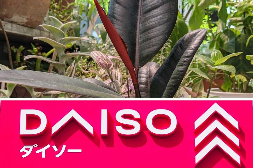 100均観葉植物、「330円苗」と「110円苗」はどう育つ？ダイソーで買って約6か月育てた結果……比べてハッキリ！圧倒的な差
