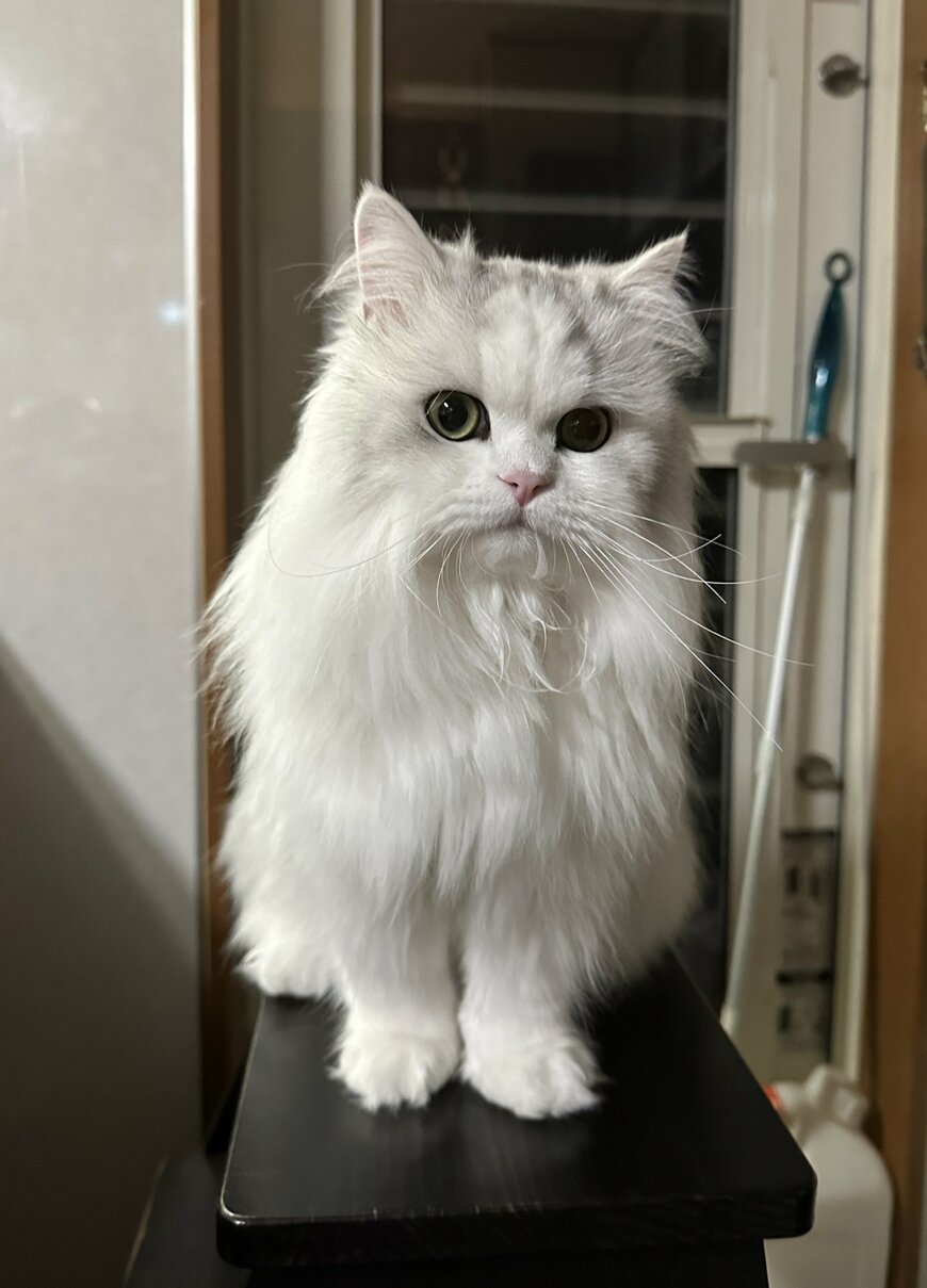 出所：@NEKOLAND13