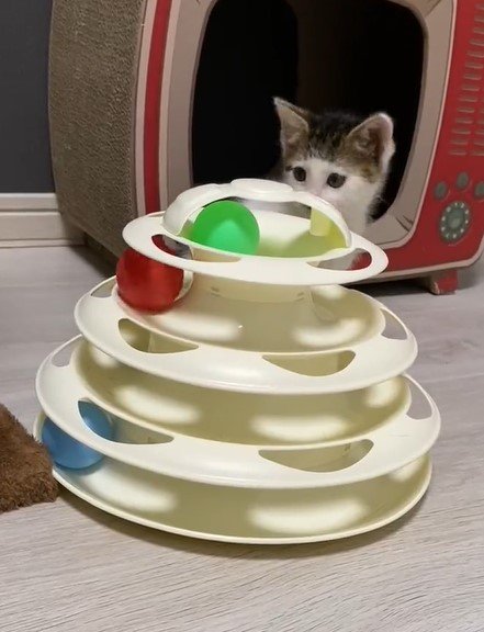 出所：@Saeroyi_cat